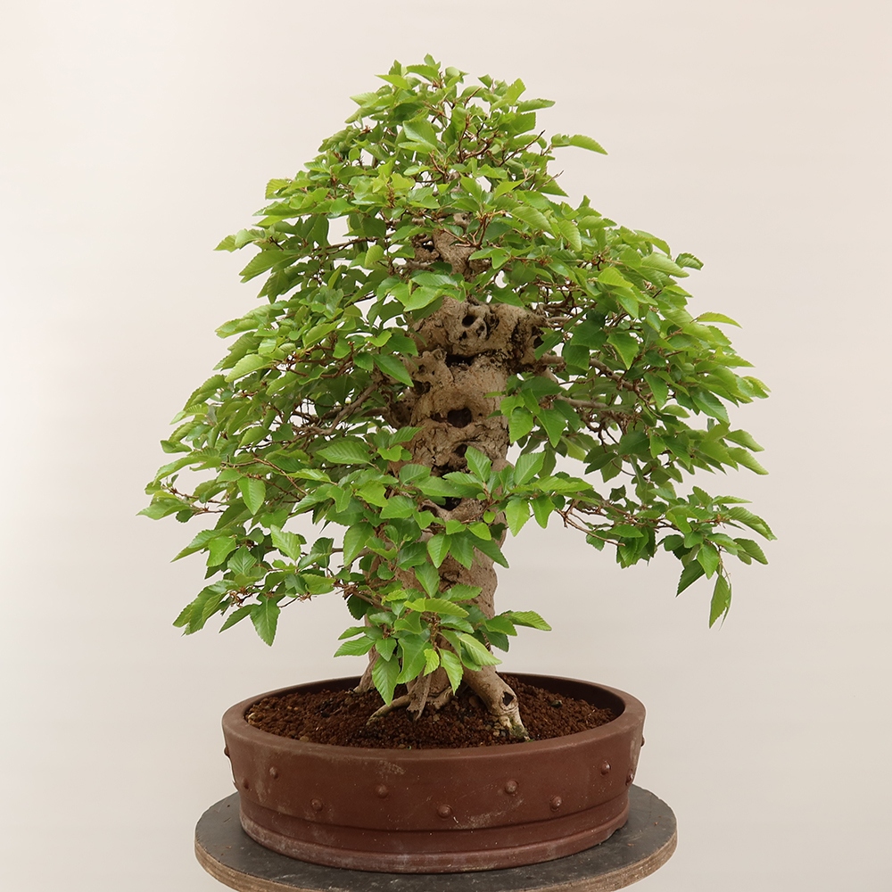 Kültéri bonsai -Carpinus Coreana - Koreai gyertyánfa
