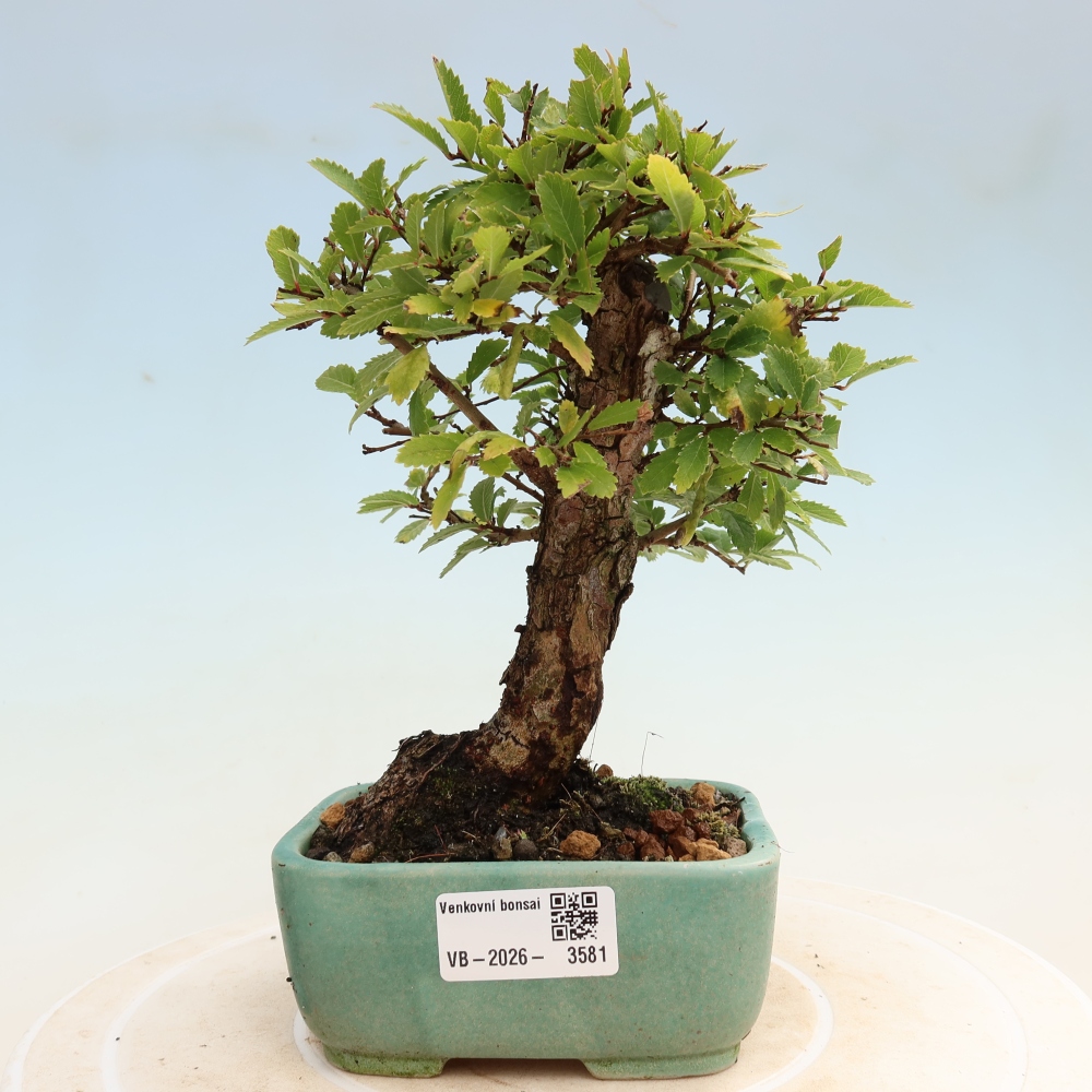 Kültéri bonsai - Zelkova - Zelkova NIRE