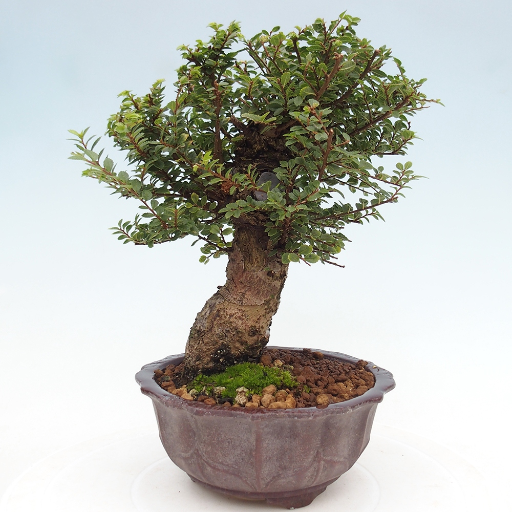 Kültéri bonsai - Ulmus parvifolia Hokkaido - Kínai szil - Ulmus parvifolia Hokkaido