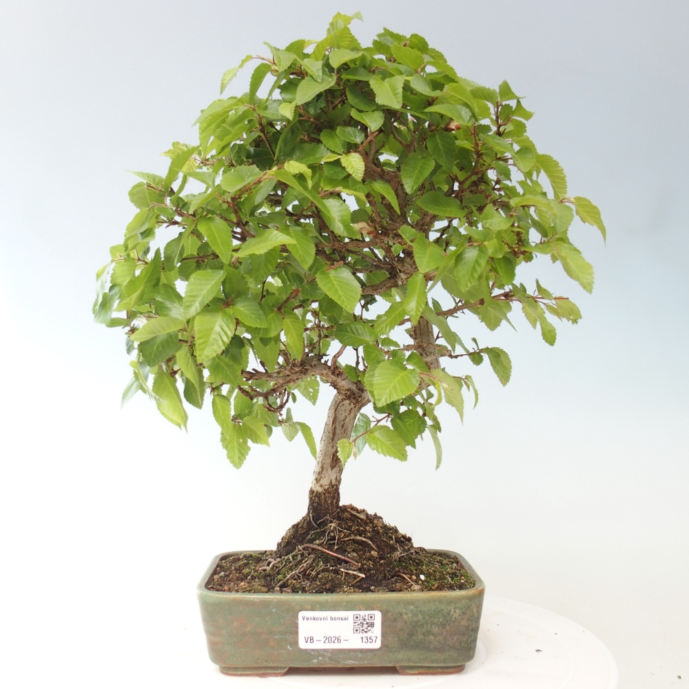 Kültéri bonsai -Carpinus CARPINOIDES - Koreai gyertyánfa