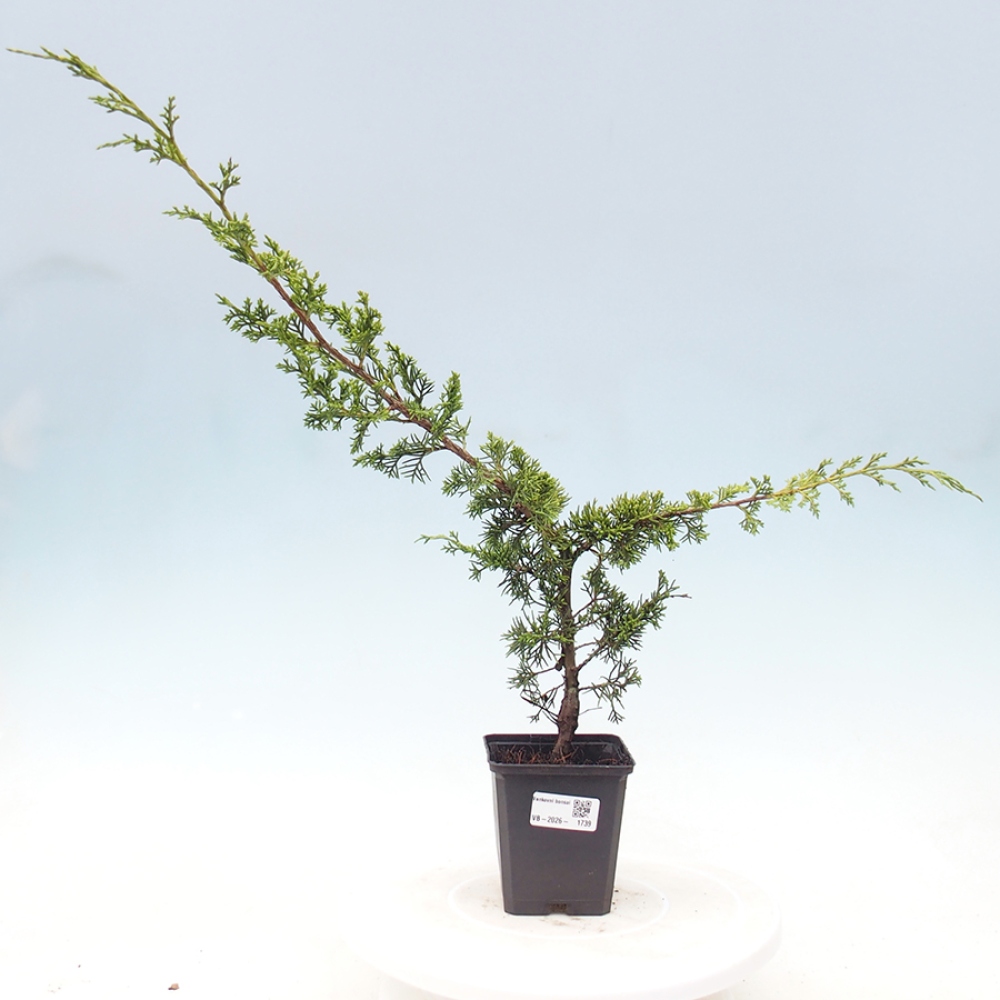 Kültéri bonsai - Juniperus chinensis Itoigawa