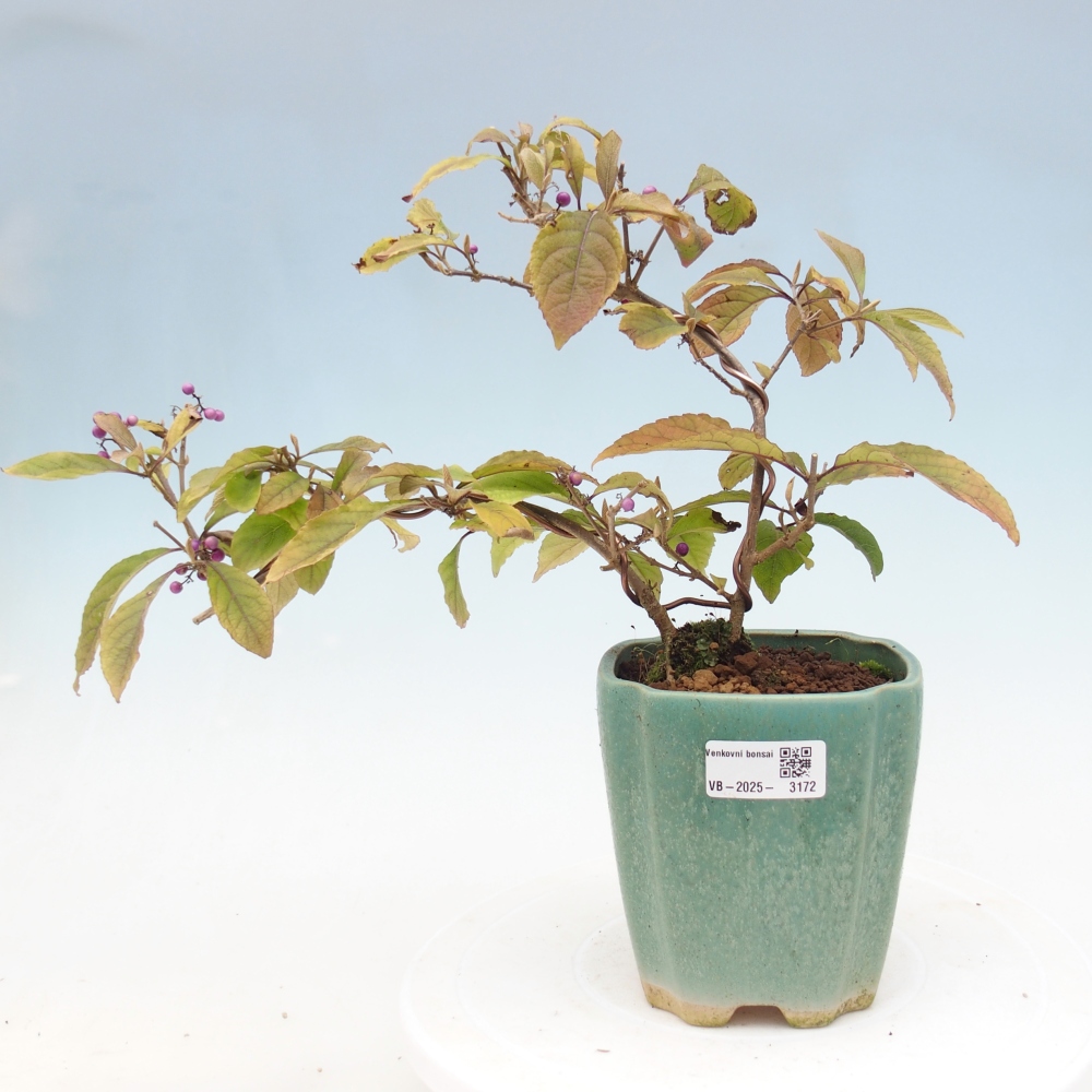 Kültéri bonsai - Callicarpa bodinierova bodinierova profusion