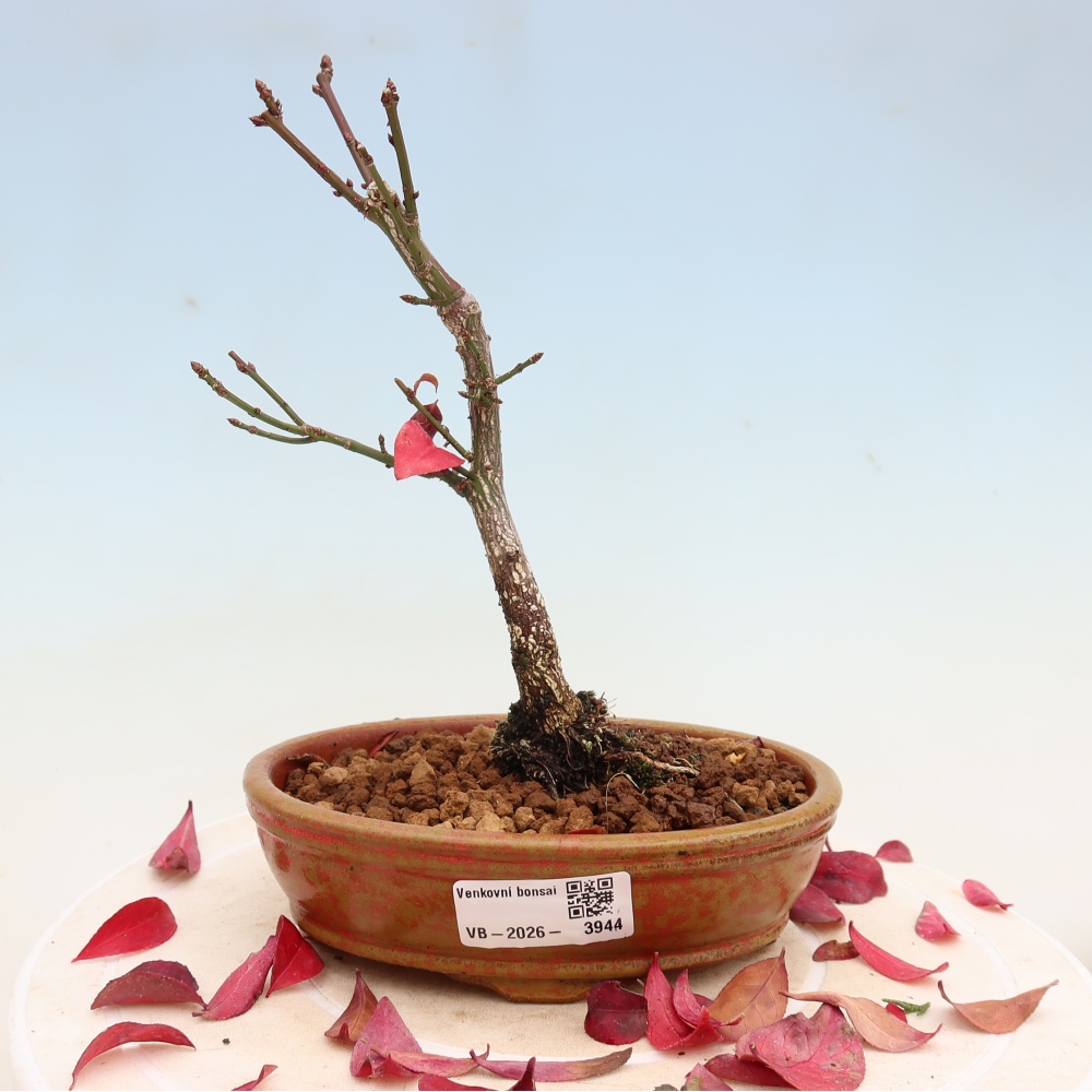 Kültéri bonsai – Euonymus alatus comactus – szárnyas szőlőfa