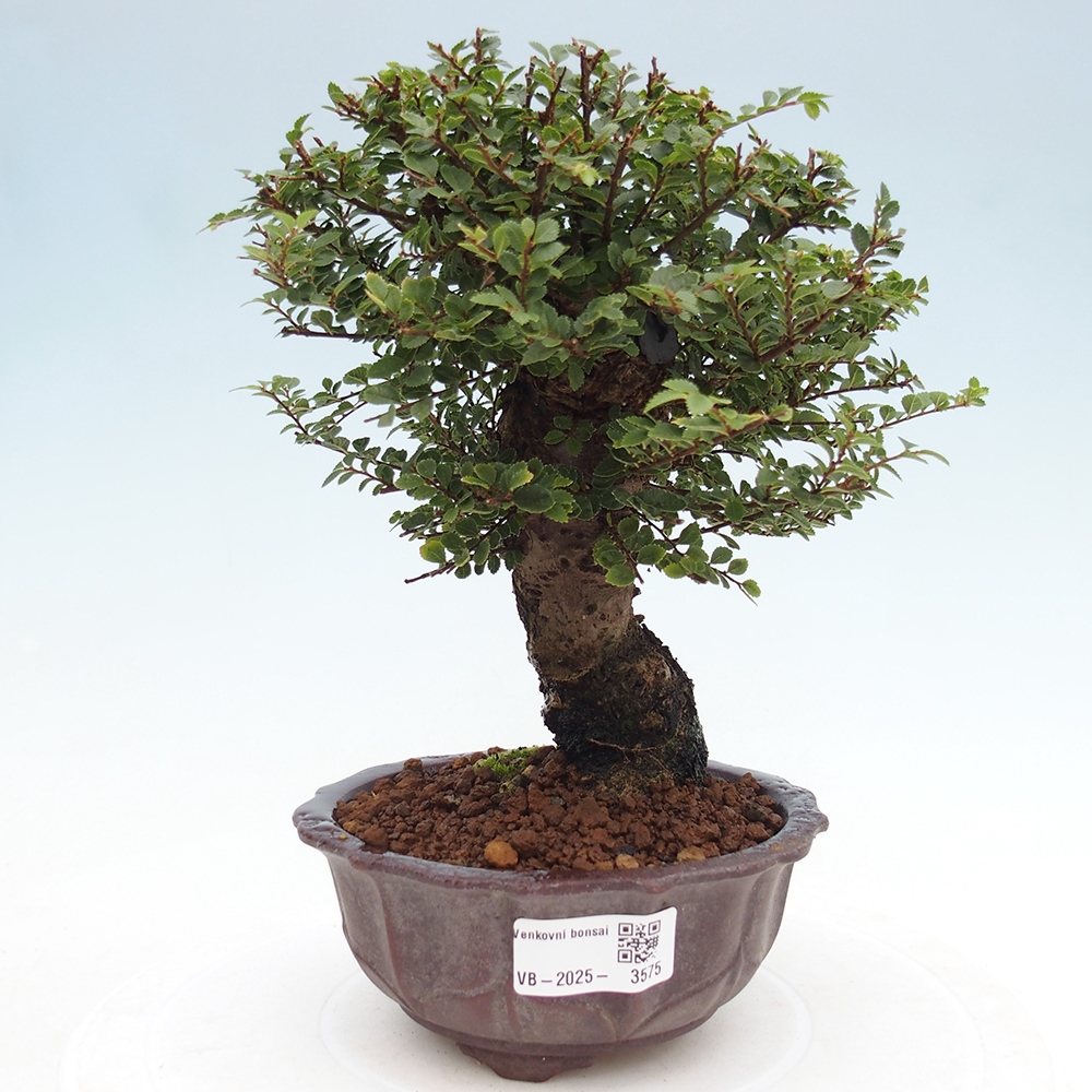 Kültéri bonsai - Ulmus parvifolia Hokkaido - Kínai szil - Ulmus parvifolia Hokkaido