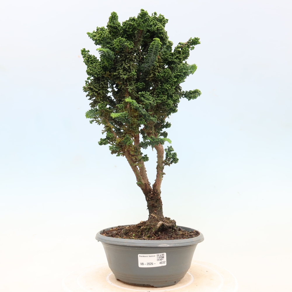 Kültéri bonsai - Cham. obtusa SEKKA HINOKI - Cifra ciprus