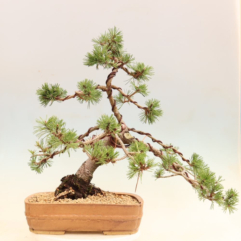 Kültéri bonsai – Pinus mugo Humpy – Törpefenyő