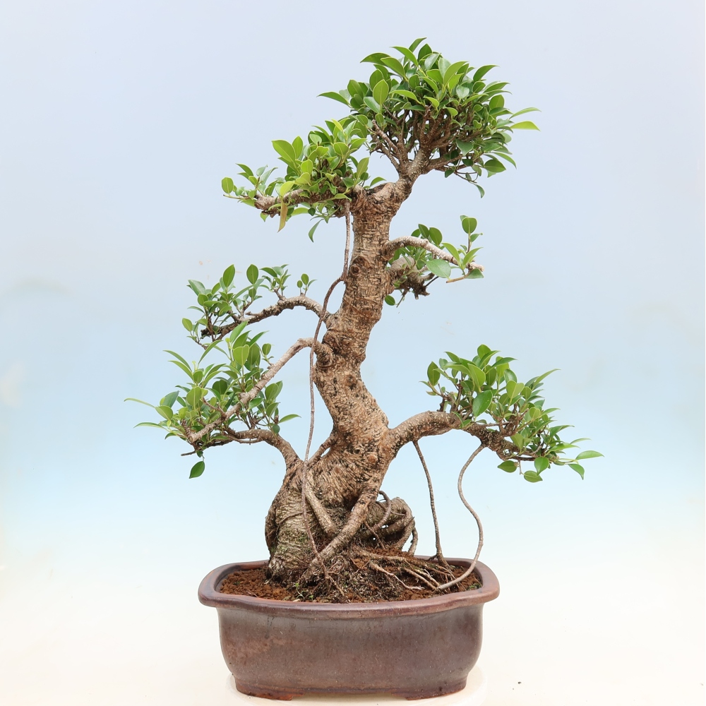 Szobai bonsai - Ficus kimmen - kislevelű fikusz
