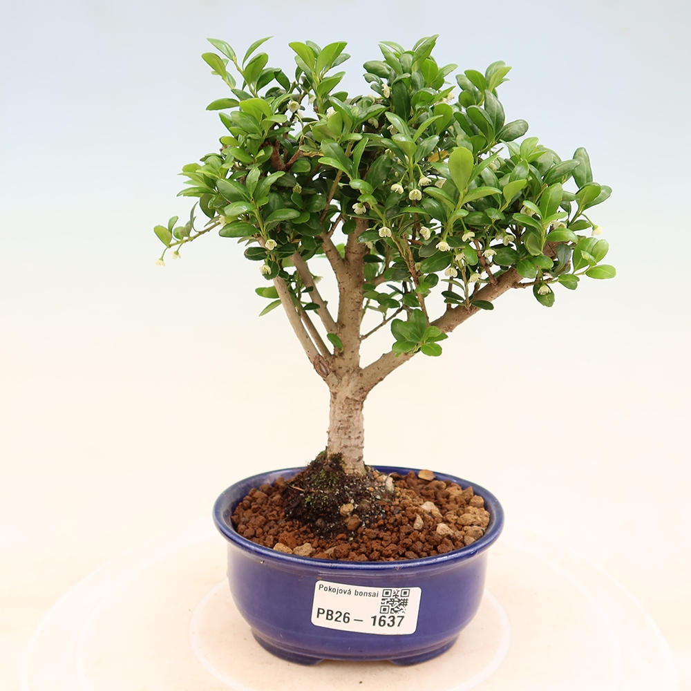Szobai bonsai - Ilex crenata - Holly