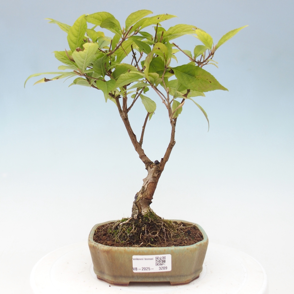 Kültéri bonsai - Callicarpa japonica