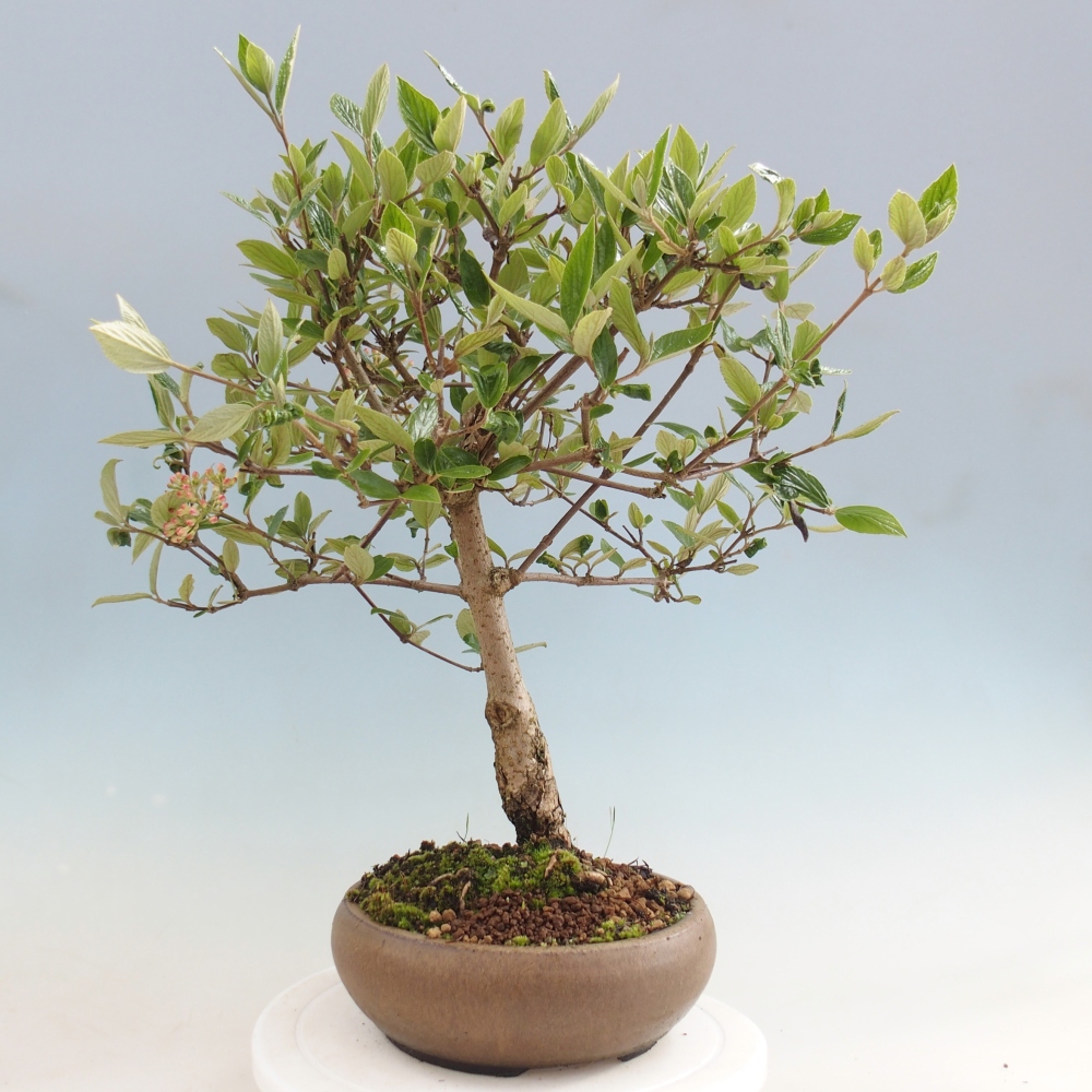 Kültéri bonsai-Kalina Bodnanská - Viburum carlesii hemsi