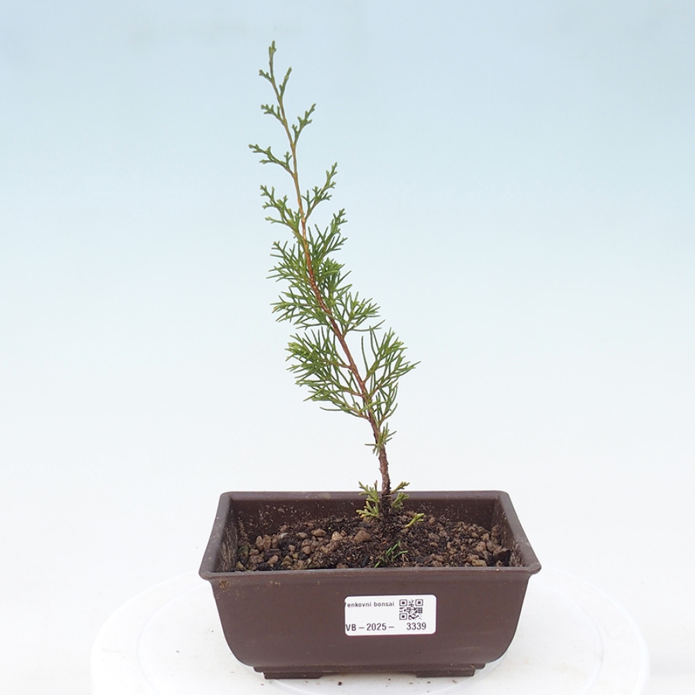 Kültéri bonsai - Juniperus chinensis Itoigawa