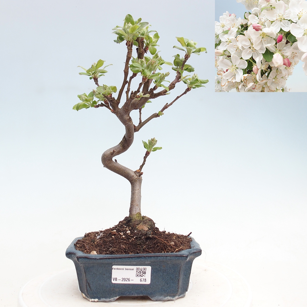 Kültéri bonsai -Malus halliana - Kis gyümölcsű almafa