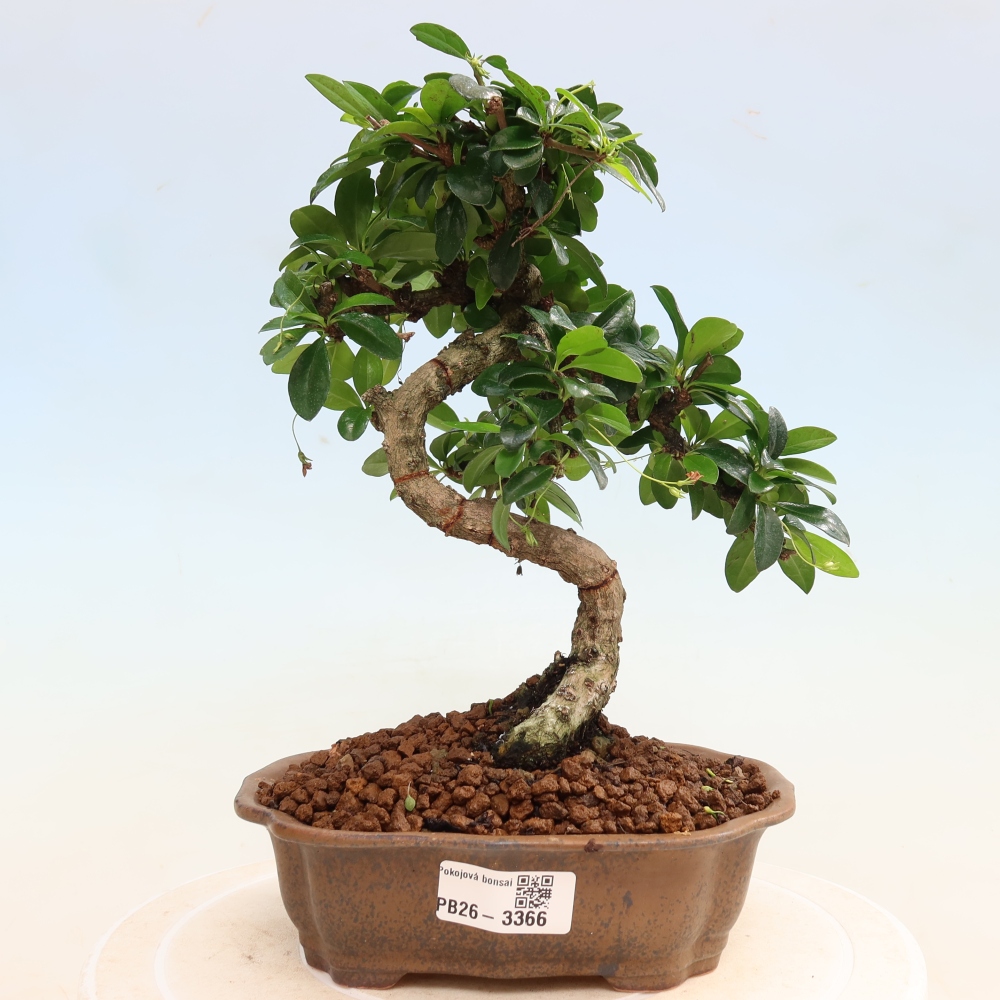 Szobai bonsai - Carmona macrophylla - Tea fuki