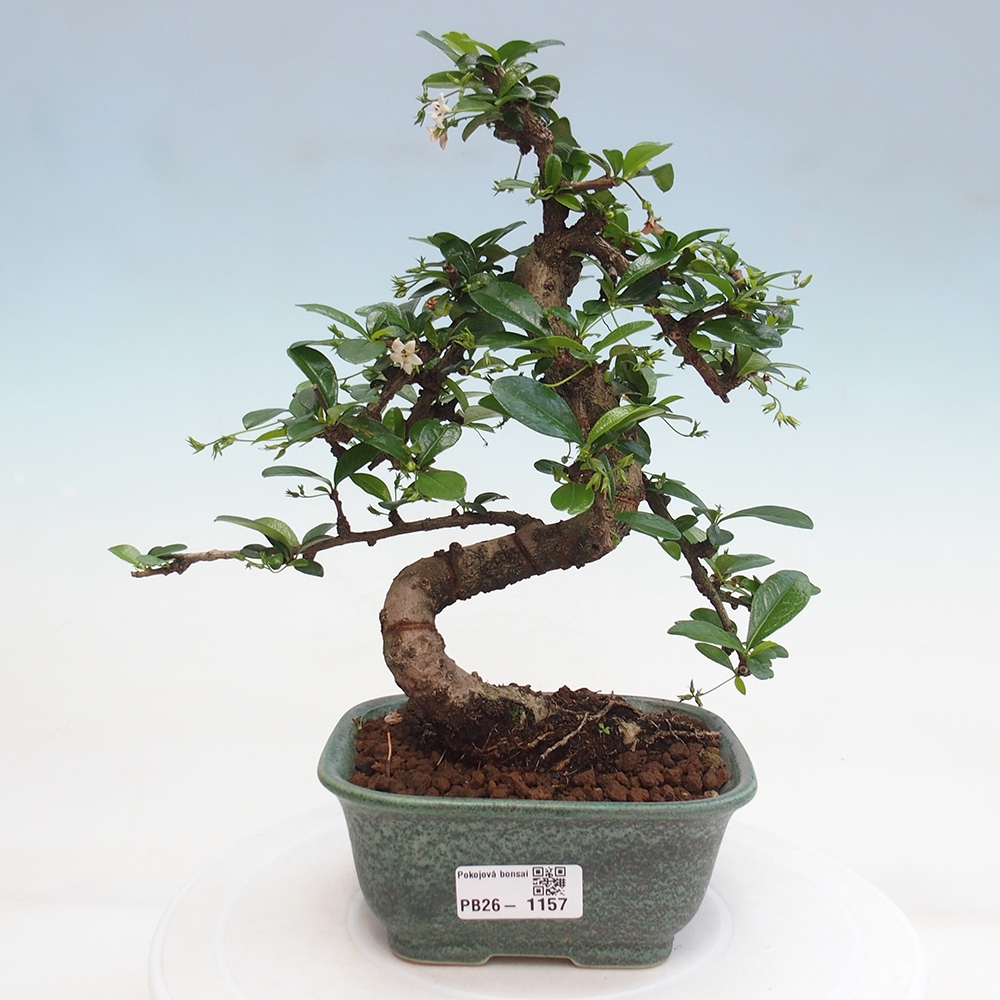 Szobai bonsai - Carmona macrophylla - Tea fuki