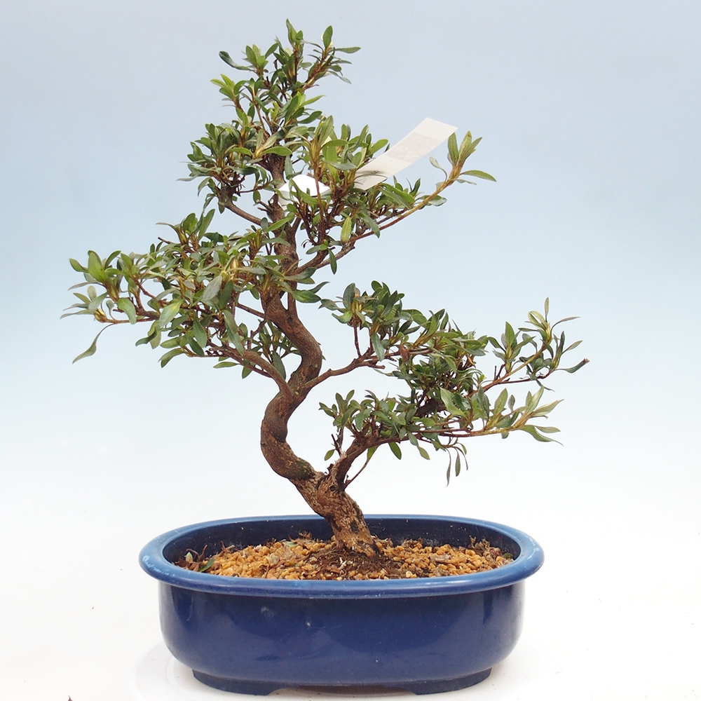 Kültéri bonsai - japán azálea - Azálea CHIHIRO