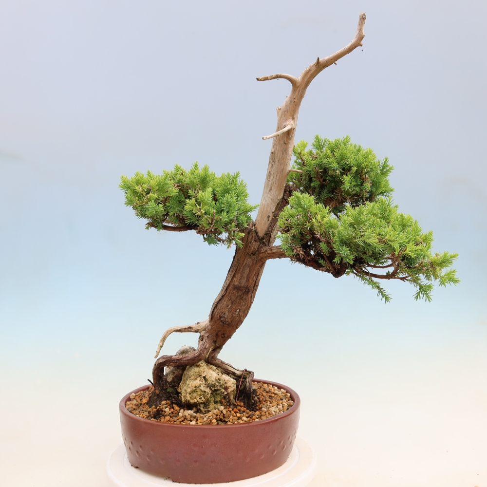 Kültéri bonsai – Juniperus squamata – Pikkelyes boróka