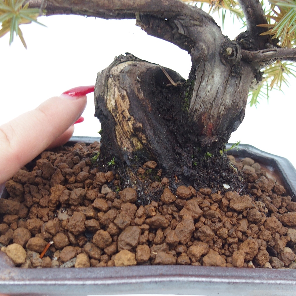 Kültéri bonsai - Juniperus rigida - Juniperus rigida