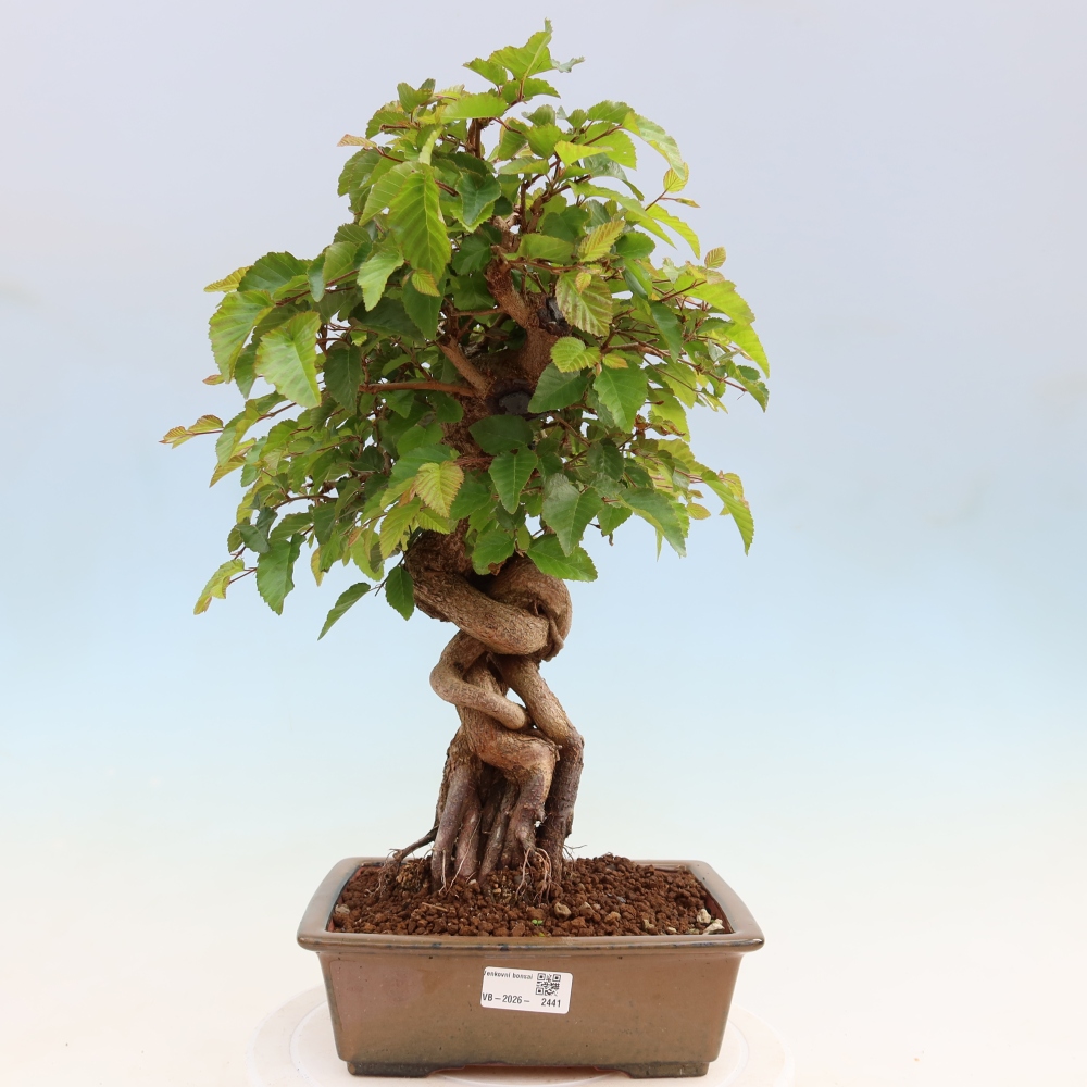 Kültéri bonsai -Carpinus Coreana - Koreai gyertyánfa