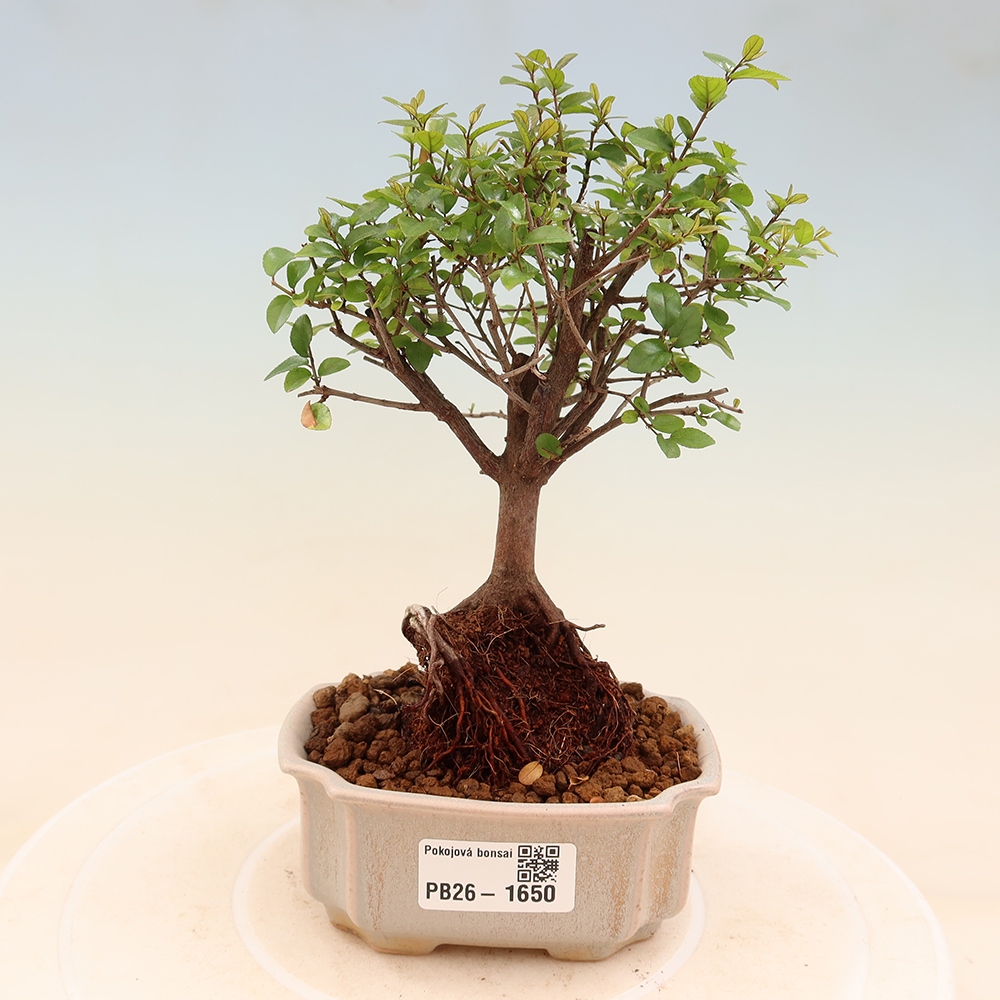 Szobai bonsai - Sageretia thea - Sageretia thea