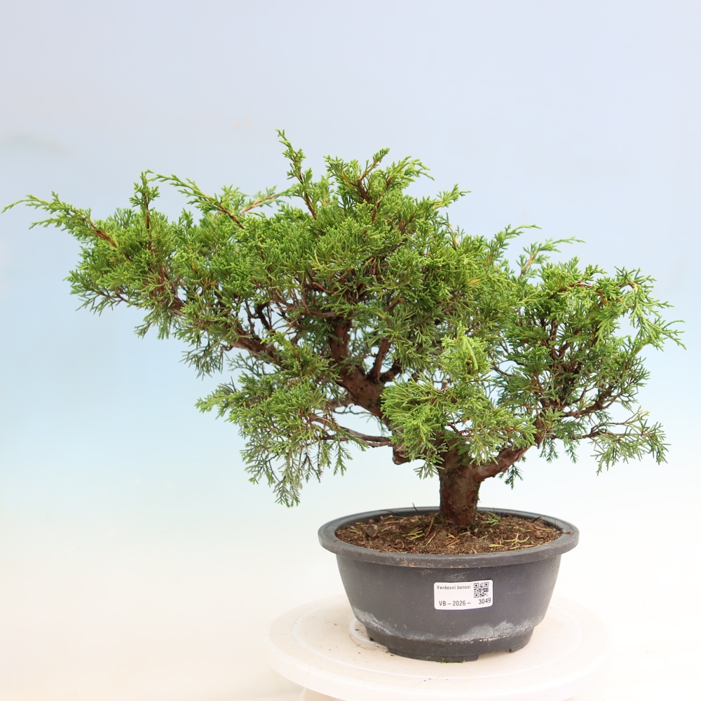 Kültéri bonsai - Juniperus chinensis Itoigawa-Juniperus chinensis