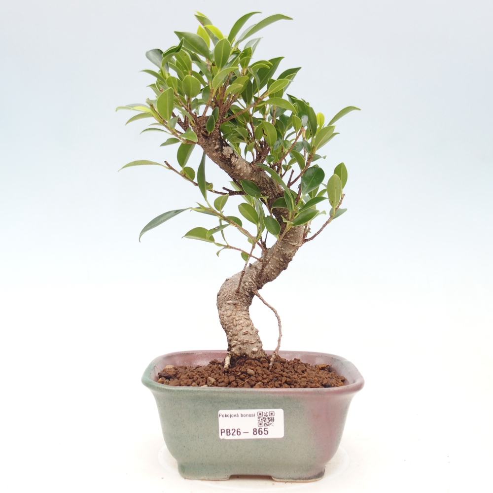 Szobai bonsai - Ficus retusa - kislevelű fikusz