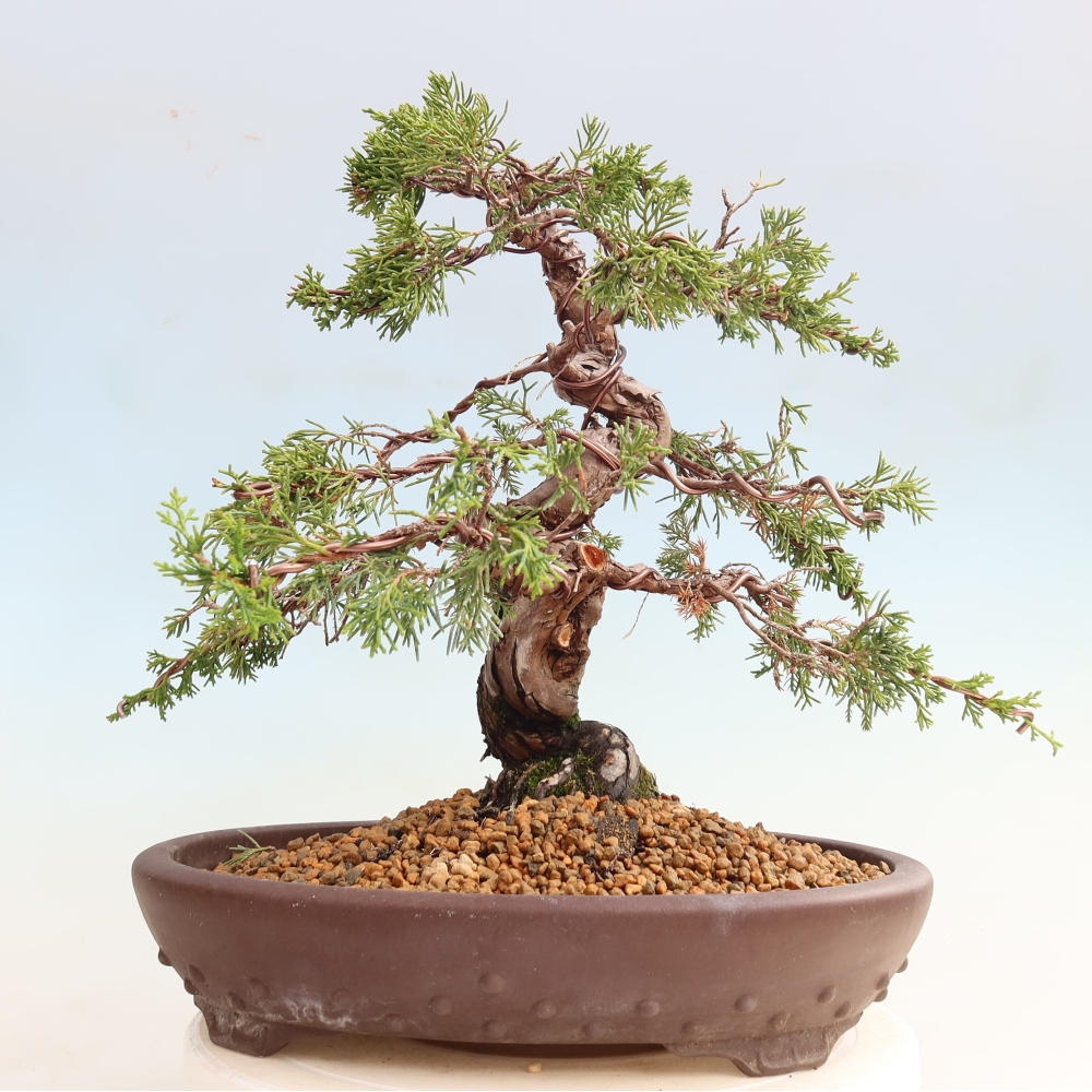Kültéri bonsai - Juniperus chinensis Itoigawa-Juniperus chinensis