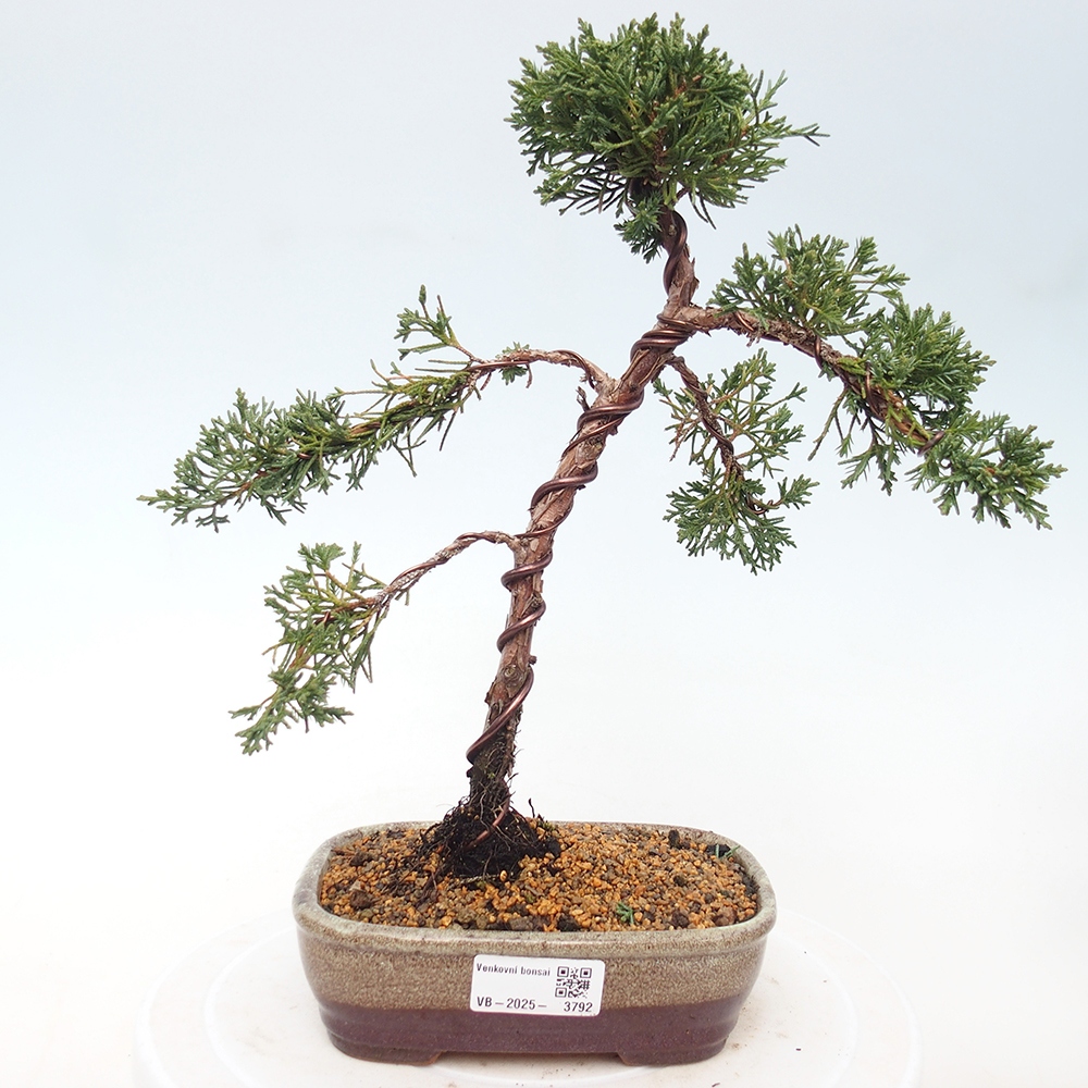 Kültéri bonsai - Juniperus chinensis Kishu