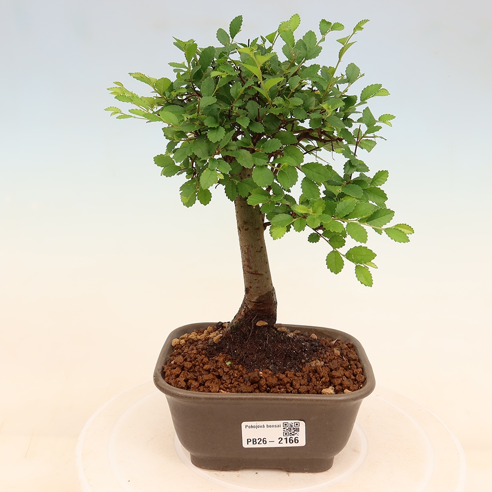 Szobai bonsai - Ulmus parvifolia - Kislevelű szilfa