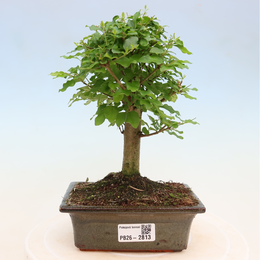 Szobai bonsai -Ligustrum chinensis - Madárcsőr