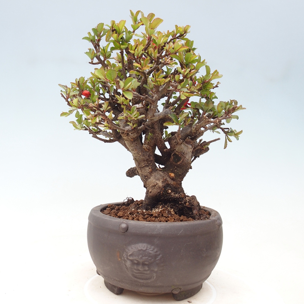 Kültéri bonsai - Chaneomeles speciosa - birs