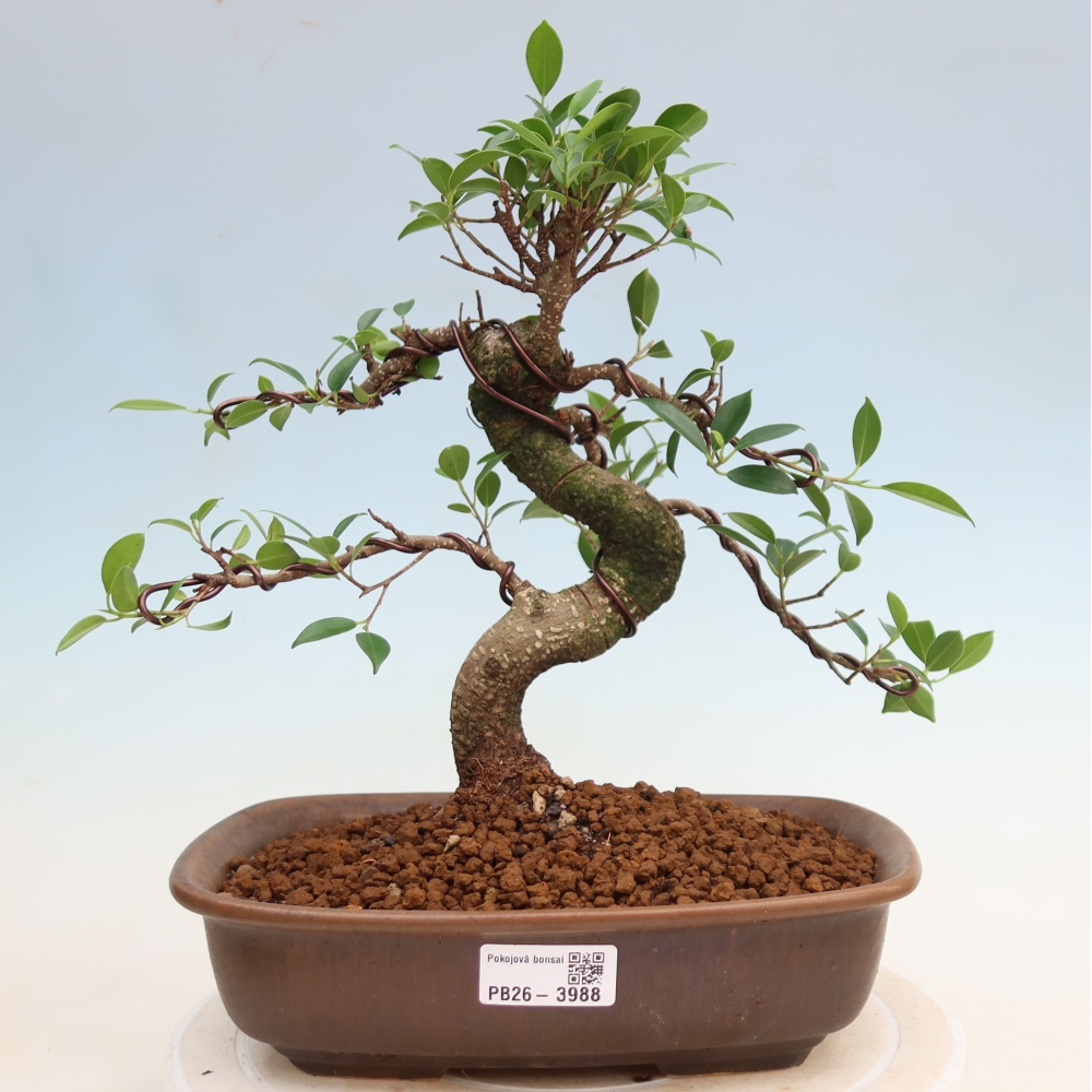 Szobai bonsai - Ficus kimmen - kislevelű fikusz