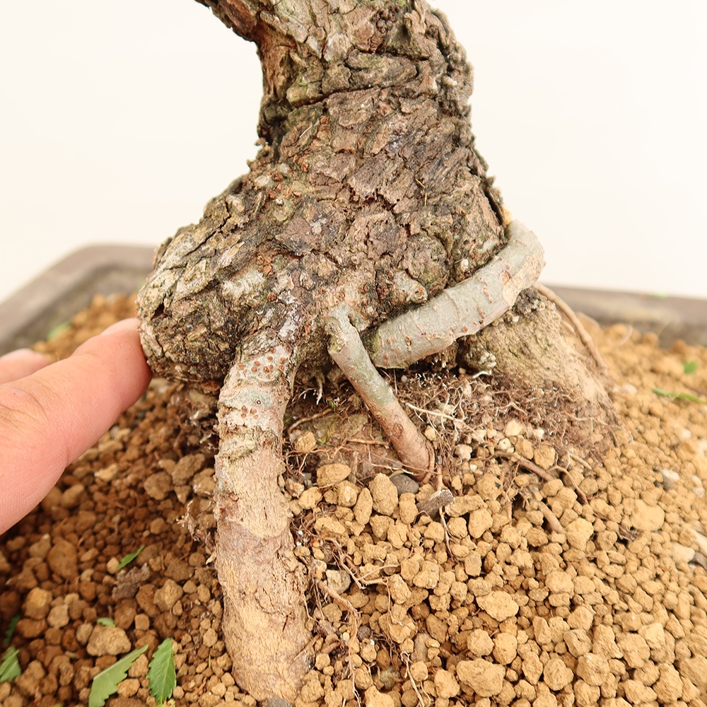 Kültéri bonsai - Zelkova - Zelkova NIRE