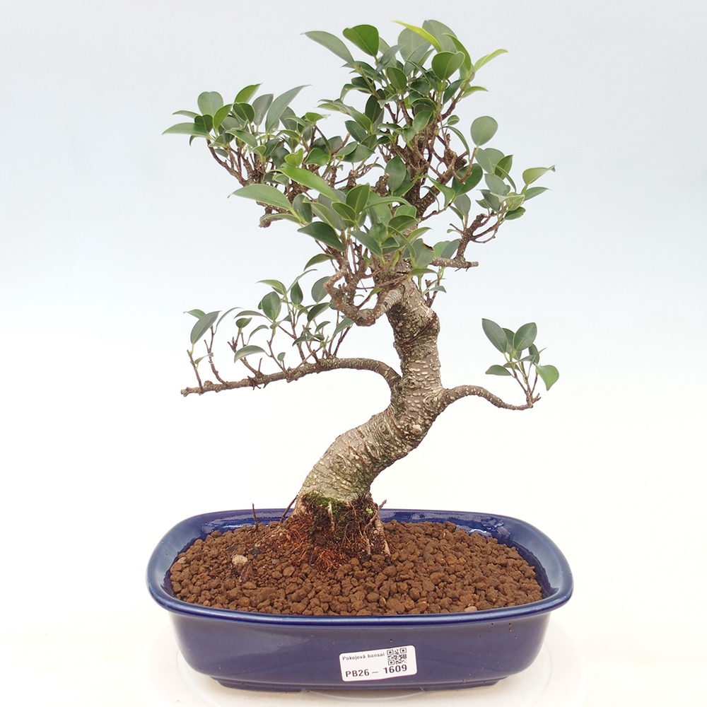 Szobai bonsai - Ficus kimmen - kislevelű fikusz