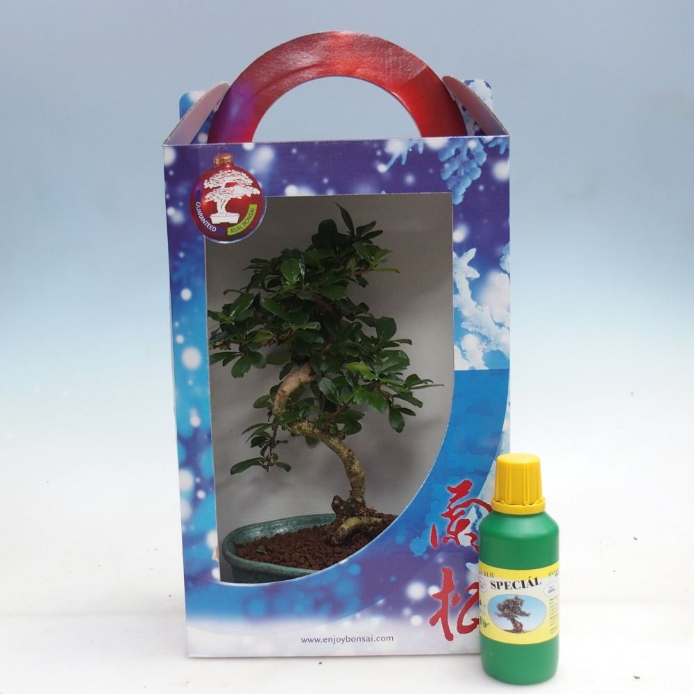 Szobai bonsai ajándékdobozban Carmona microphylla - Tea fuki