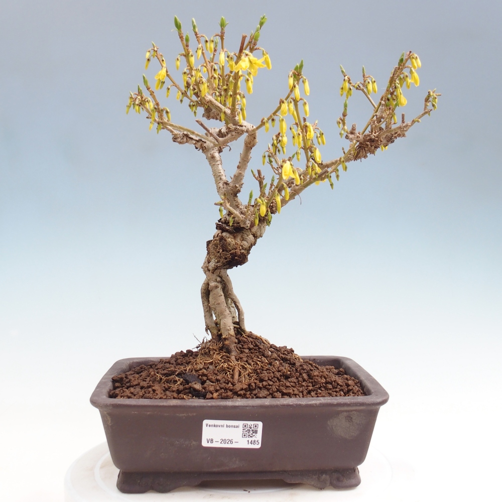 Kültéri bonsai - Zlatice - Forsythia koreana