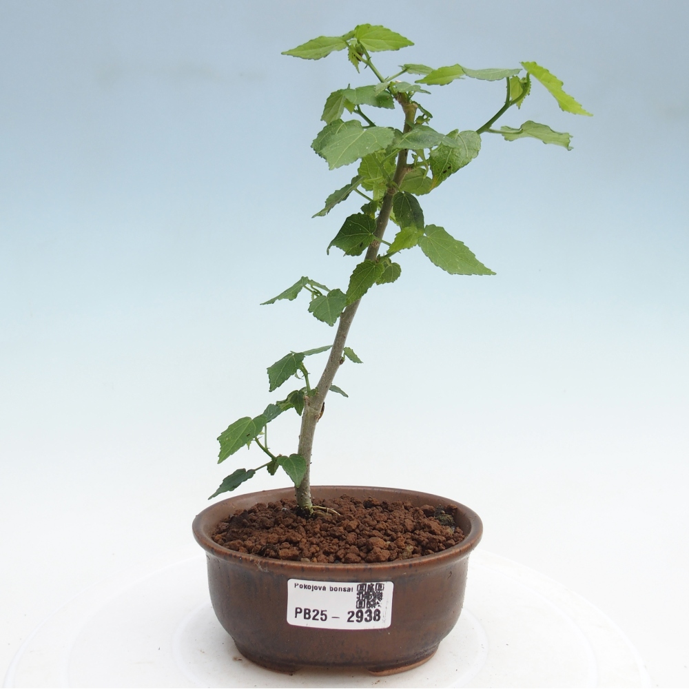 Beltéri bonsai - Malvaviscus arboreus