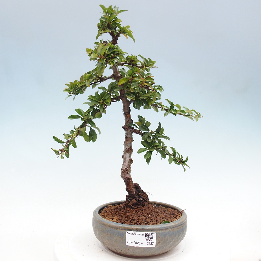 Kültéri bonsai-Pyracantha Teton - Hlox