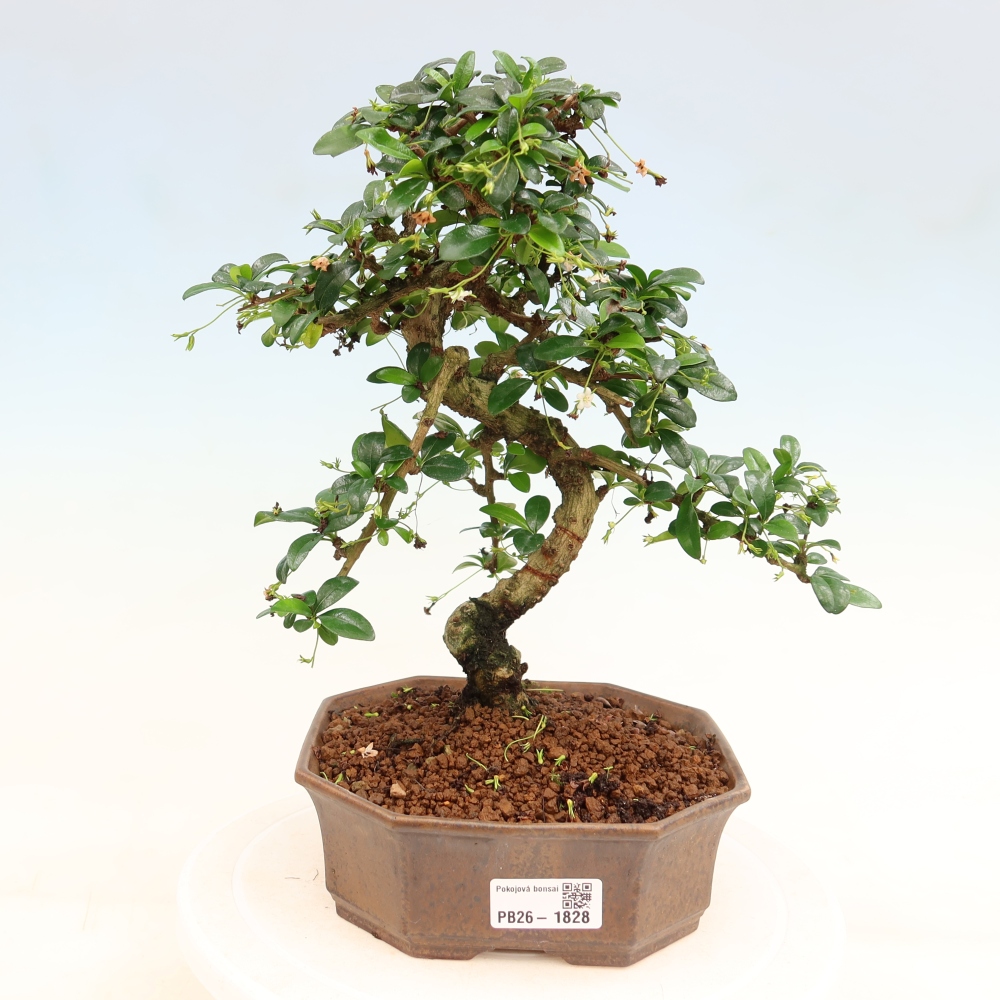 Szobai bonsai - Carmona macrophylla - Tea fuki