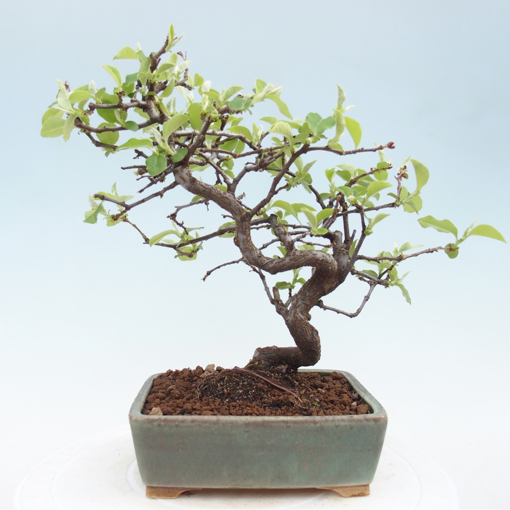 Kültéri bonsai - Chaneomeles chinensis