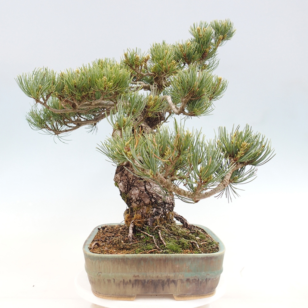 Kültéri bonsai - Pinus parviflora - Pinus parviflora