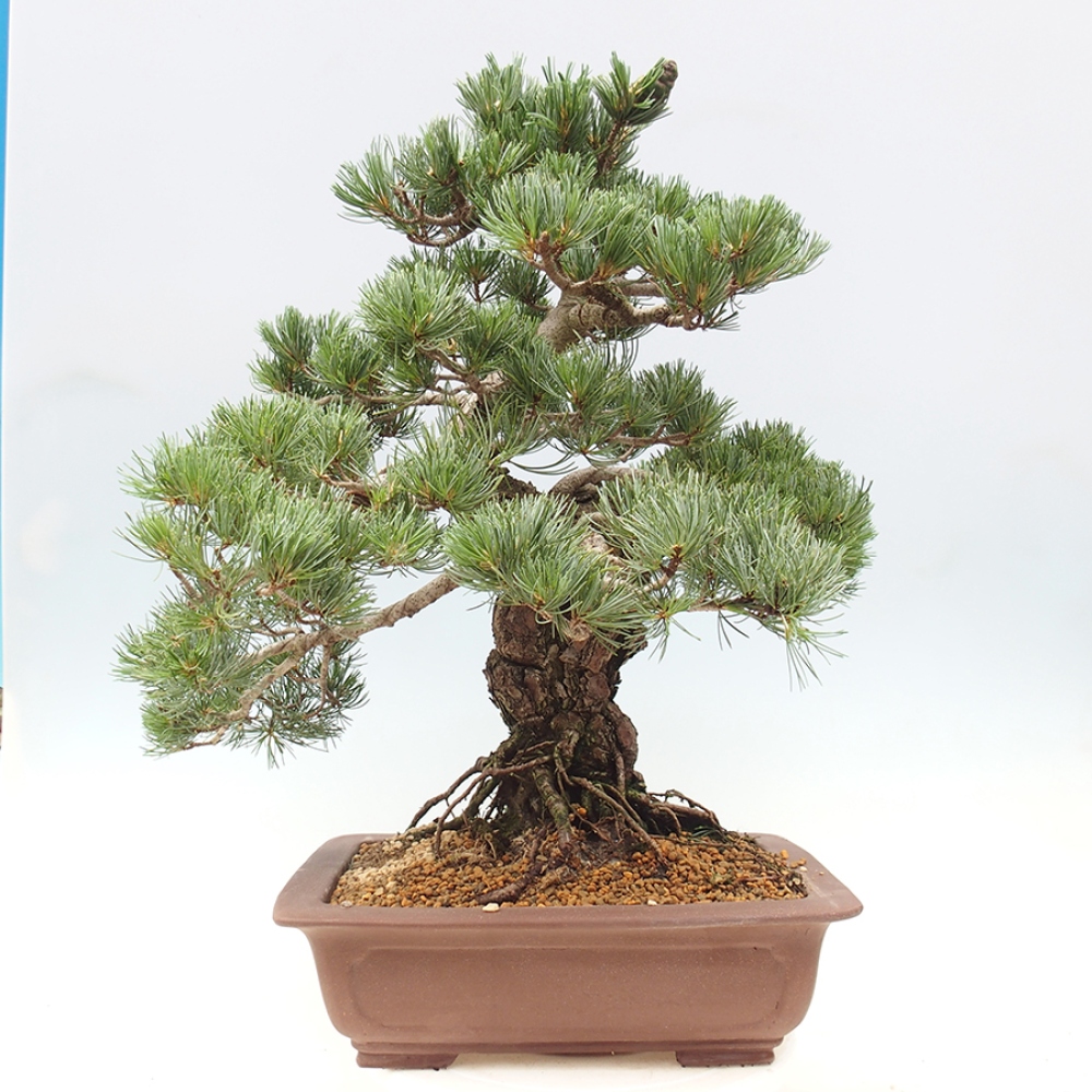 Kültéri bonsai - Pinus parviflora - Pinus parviflora