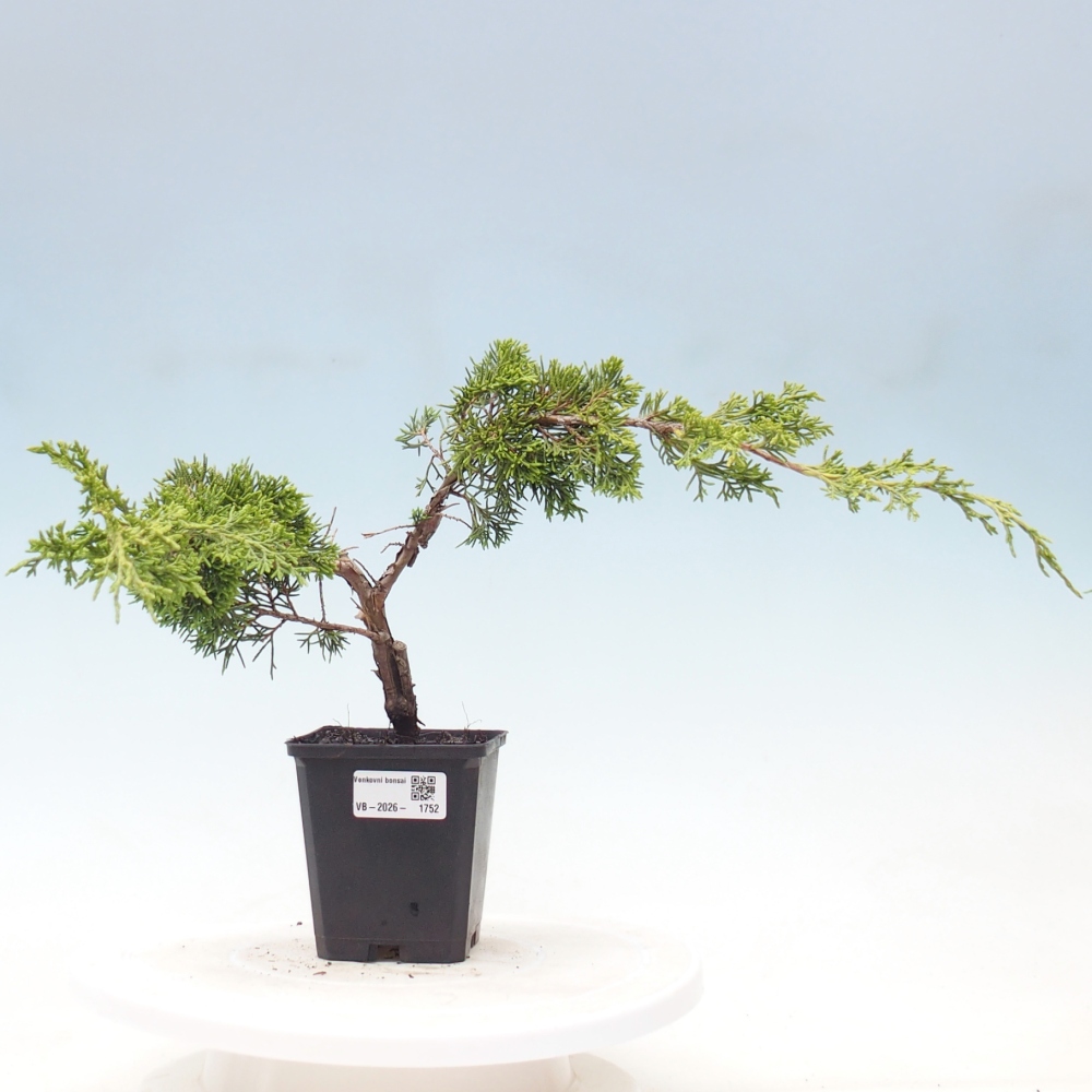 Kültéri bonsai - Juniperus chinensis Itoigawa