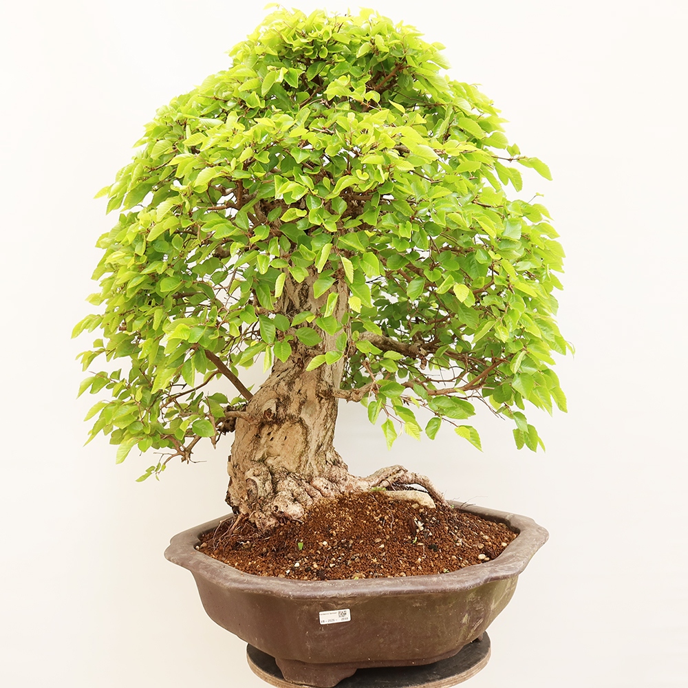 Kültéri bonsai -Carpinus Coreana - Koreai gyertyánfa