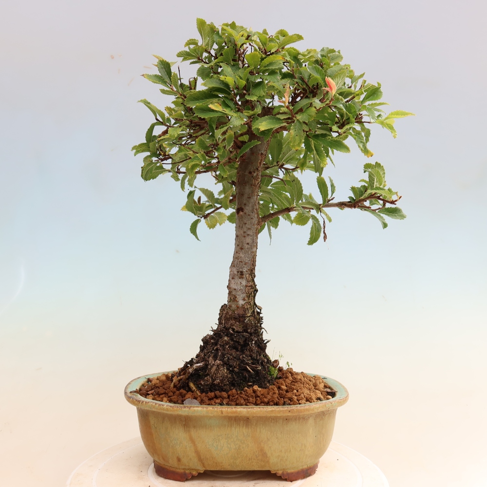 Kültéri bonsai - Zelkova - Zelkova NIRE