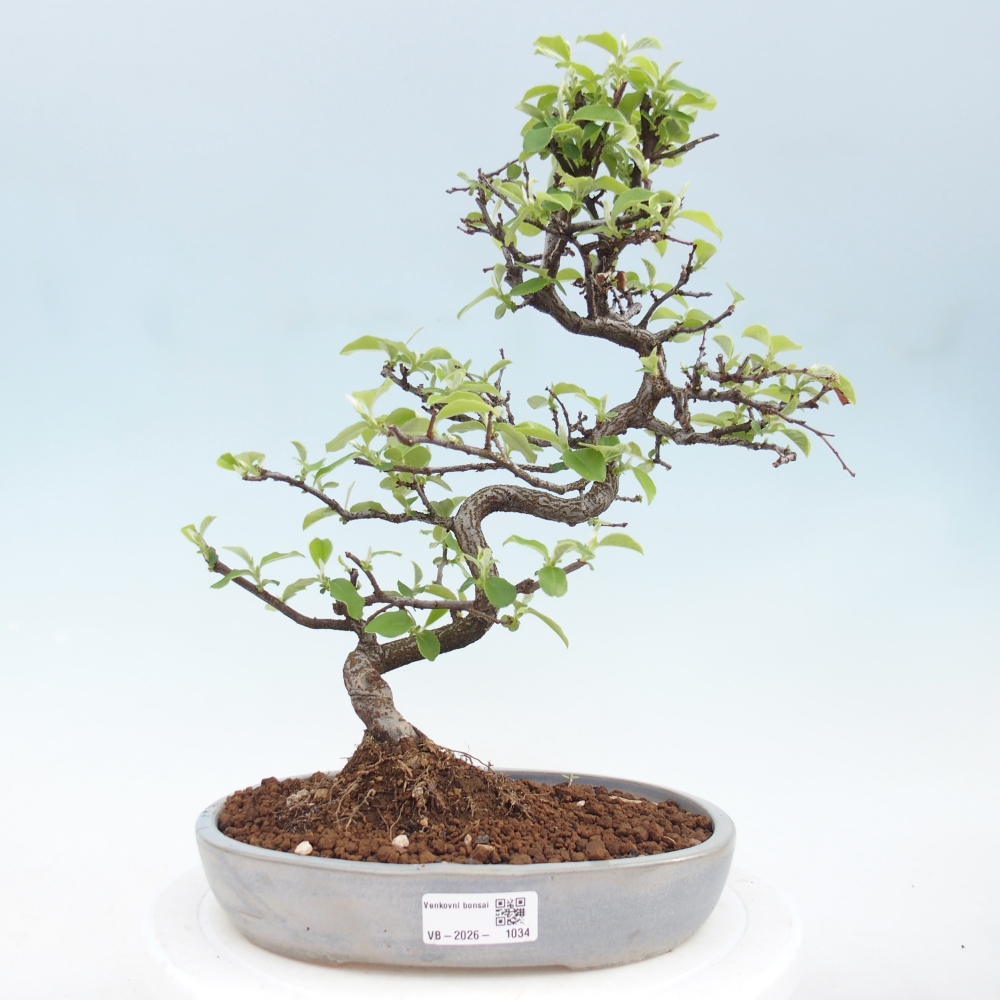 Kültéri bonsai - Chaneomeles chinensis