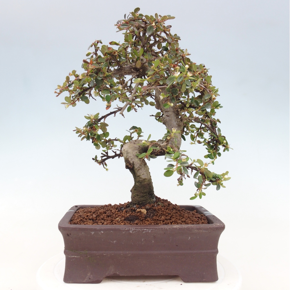 Kültéri bonsai-Cotoneaster dammeri - Damer's Rock