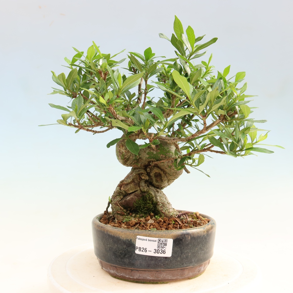 Szobai bonsai - Gardenia jasminoides-Gardenia