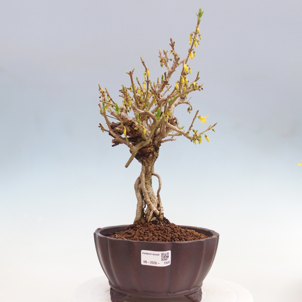 Kültéri bonsai - Zlatice - Forsythia koreana