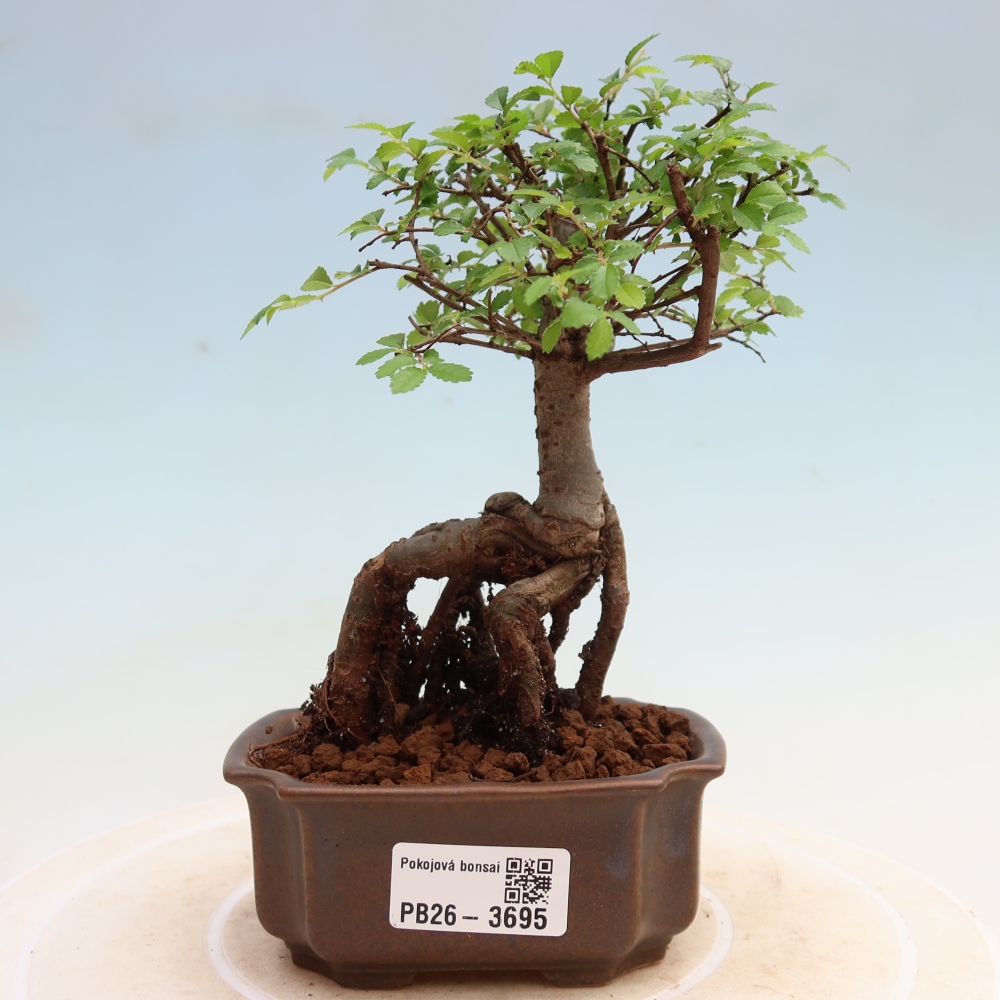 Szobai bonsai - Ulmus parvifolia - Kislevelű szilfa