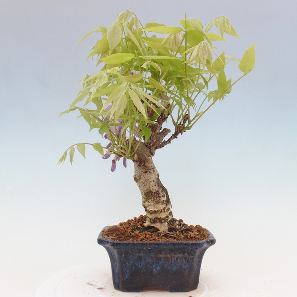 Kültéri bonsai - Wisteria floribunda